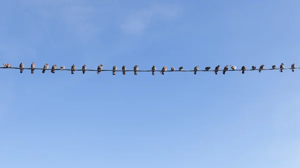 Vögel auf einem Draht — Stockfoto