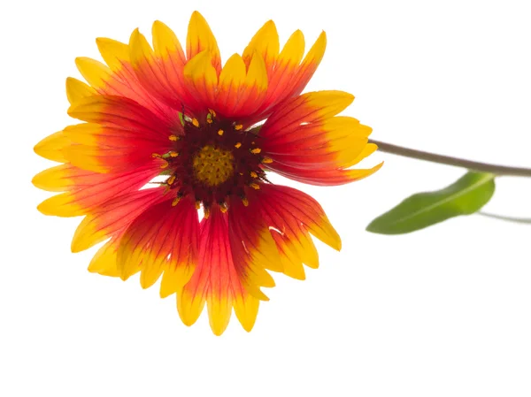 Red and yellow flower Gaillardia — Stock Photo, Image