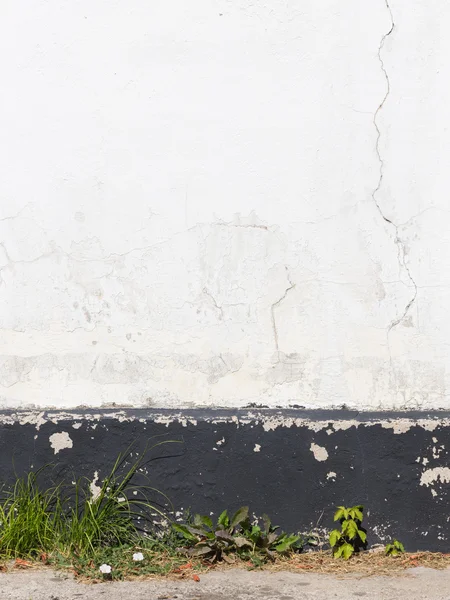 오래 된 깨지는 벽 및 식물 — 스톡 사진