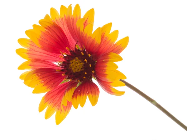 Bright flower Gaillardia — Stock Photo, Image