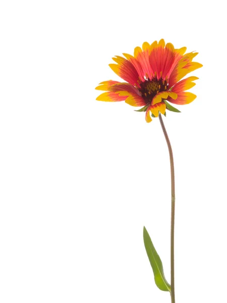 Zářivě červená a žlutá květina Gaillardia — Stock fotografie