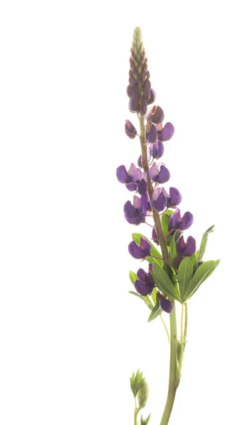 Delicate purple lupine — Stock Photo, Image