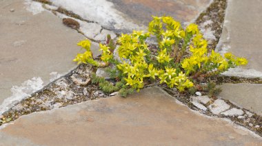 beautiful flowers yellow stonecrop clipart