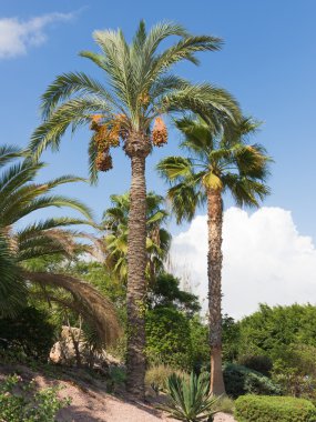 büyük tarihi avuç içi