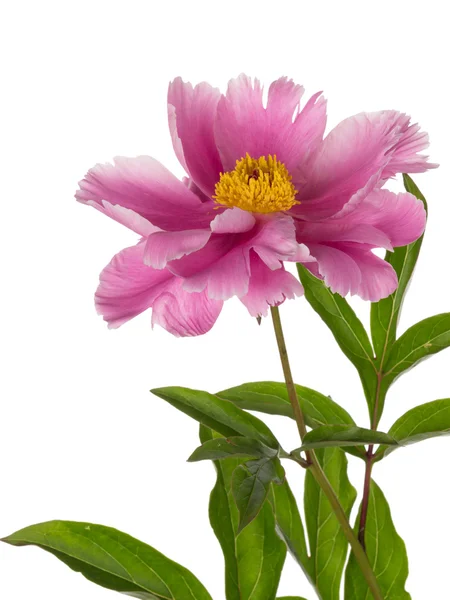 Fiore di peonia su sfondo bianco — Foto Stock