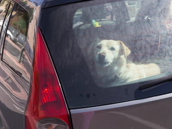Slimme hond opgesloten in een auto Rechtenvrije Stockfoto's