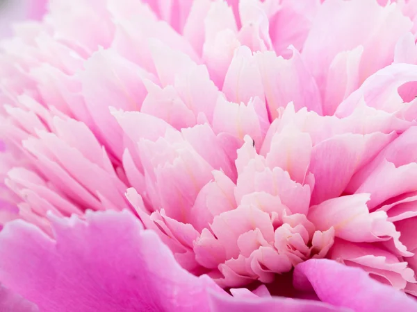 Pink peony petals — Stock Photo, Image