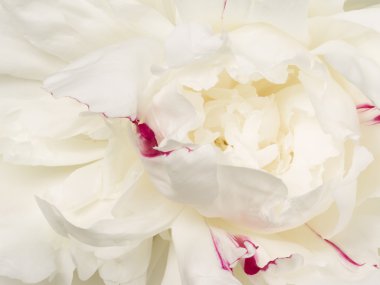 Güzel çiçek beyaz Şakayık