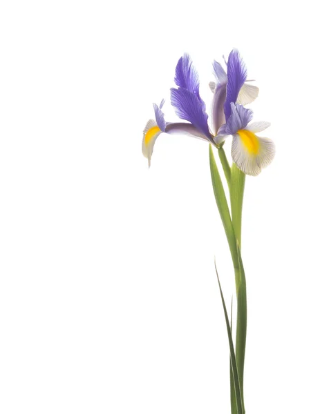 Bela flor Iris — Fotografia de Stock