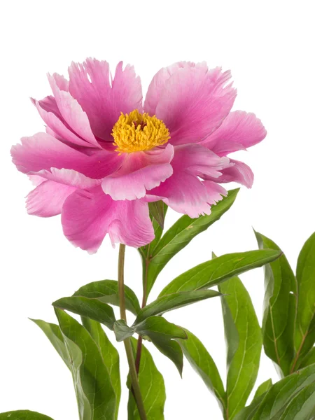 Delicato giardino di fiori peonia rosa — Foto Stock