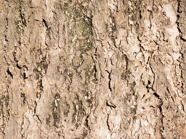 Casca de árvore bege — Fotografia de Stock