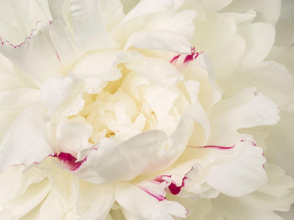 Красивый белый пион цветочный центр стоковое фото ©andreevaee 90018622