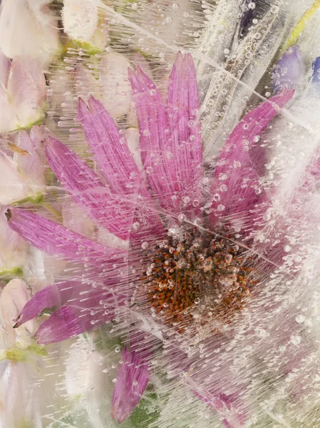 Belle échinacée florale congelée dans la glace — Photo