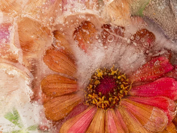 Bright red flower frozen in ice — Stock Photo, Image