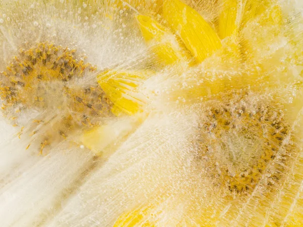 Yellow sunflowers on ice — Stock Photo, Image