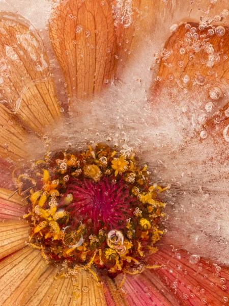 Turuncu-kırmızı çiçekli soyutlama — Stok fotoğraf