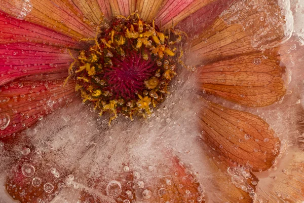 Abstração com flor vermelha congelada — Fotografia de Stock