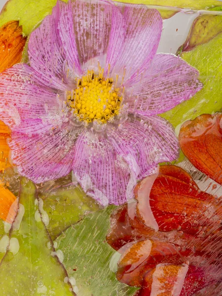 繊細な花と氷抽象化、その後 — ストック写真