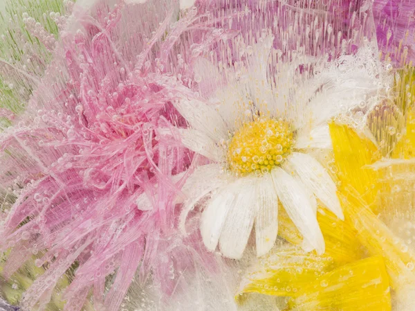Organické abstrakce s květy heřmánku — Stock fotografie