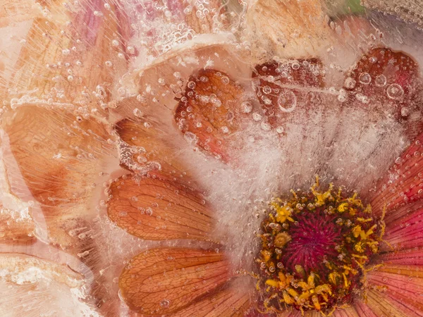 Red flower frozen in ice — Stock Photo, Image