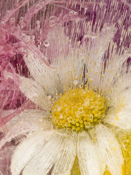 Vertikální abstrakce s květy heřmánku — Stock fotografie