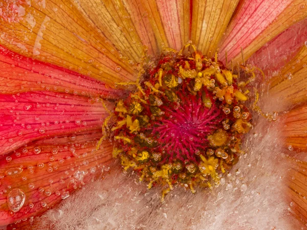 Frozen abstraction with bright flower — Stock Photo, Image