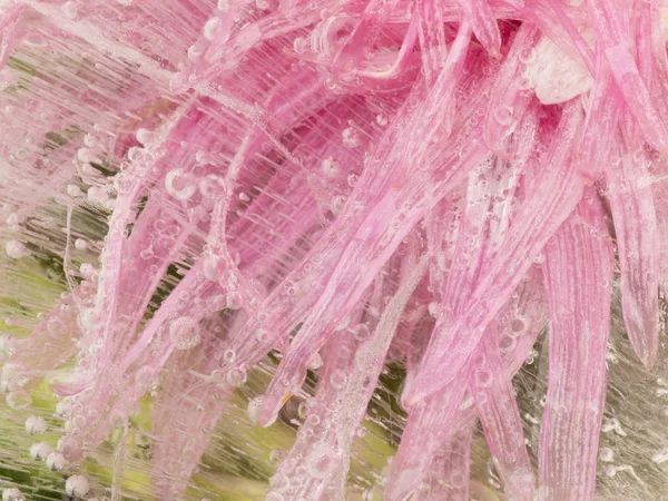 明るいピンクの花氷でフリーズ — ストック写真