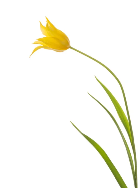 Piękny żółty tulipan nietypowe — Zdjęcie stockowe