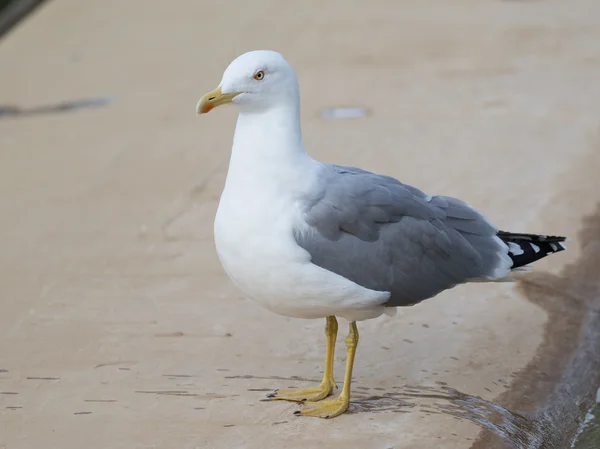 Clever curious seagull looks — Stock Photo, Image