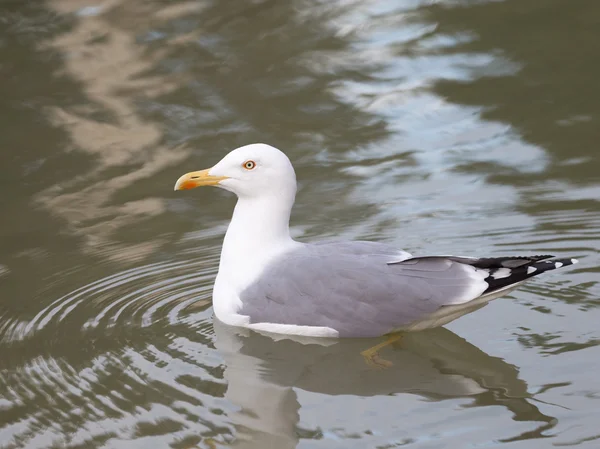 Proud white-gray gull reflected in water — Stock Photo, Image