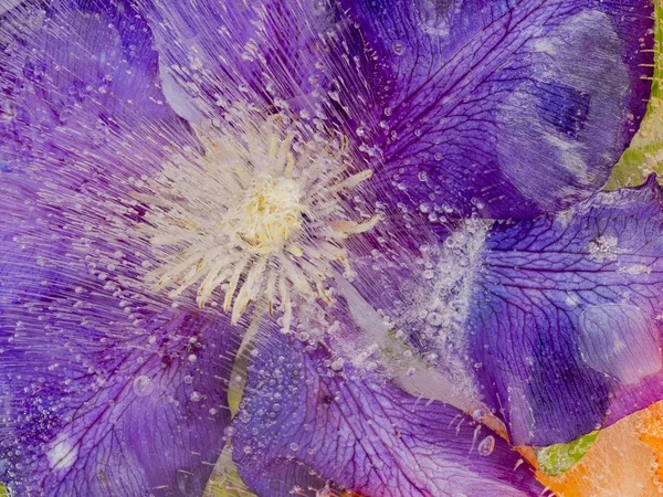 Abstraction of a purple flower in ice — Stock Photo, Image