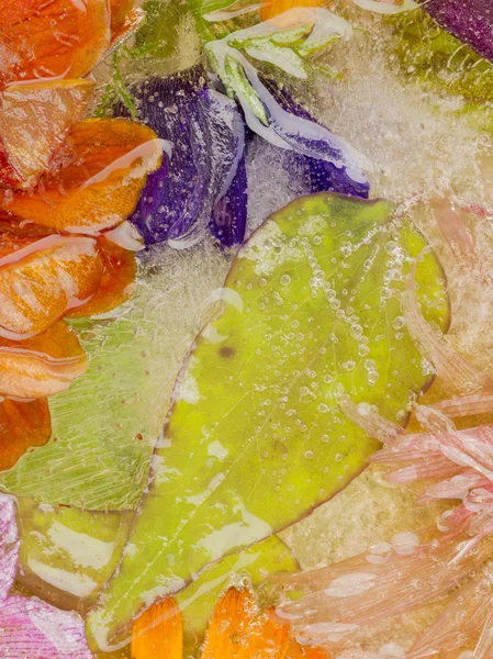 氷の緑の葉と抽象化 — ストック写真
