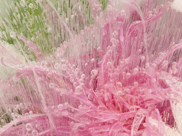 Delicato fiore rosa congelato nel ghiaccio — Foto Stock