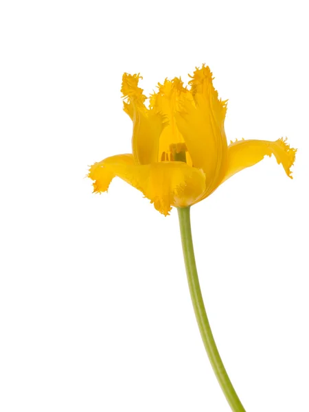 Mooie gele tulp ongebruikelijke — Stockfoto