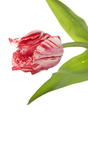 Krásný barevný Tulipán Červeno bílý — Stock fotografie