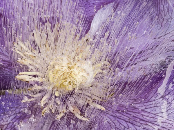 Abstraction of clematis in the ice — Stock Photo, Image