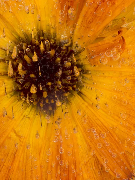 Vertikální světlé květinové zmrazené organické abstrakce — Stock fotografie