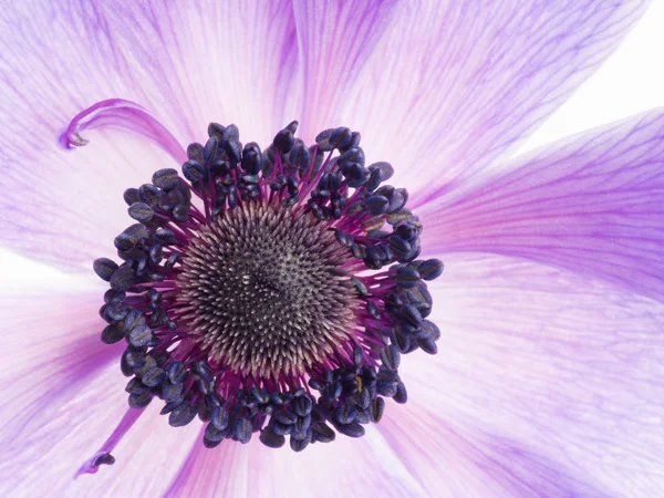 Beautiful flower purple anemone — Stock Photo, Image