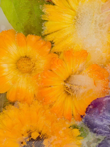 Extracción de hielo de flores de caléndula naranja —  Fotos de Stock