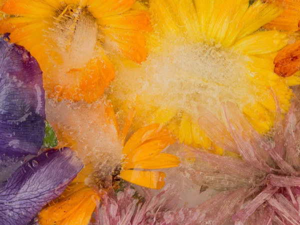 Inusual abstracción helada de flores —  Fotos de Stock