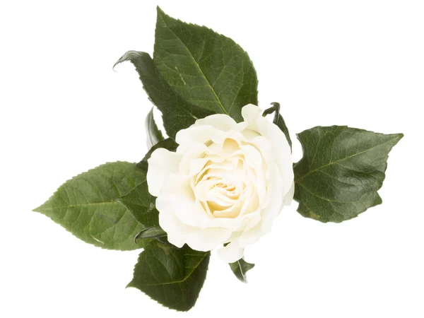 Rosa bianca su sfondo bianco — Foto Stock