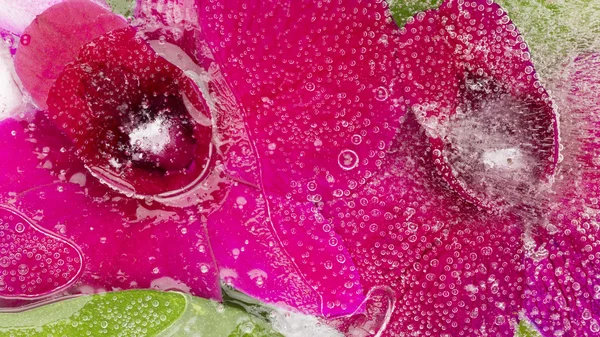 Organiczne purpurowy Abstrakcja kwiatowy — Zdjęcie stockowe