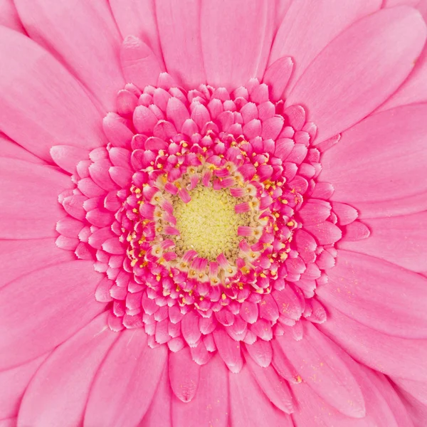 美丽的粉红色的花温柔的 gerbera — 图库照片