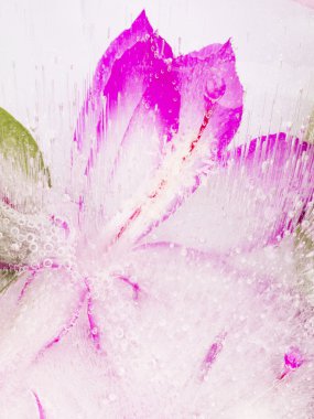 Pembe çiçek ile dondurulmuş soyutlama
