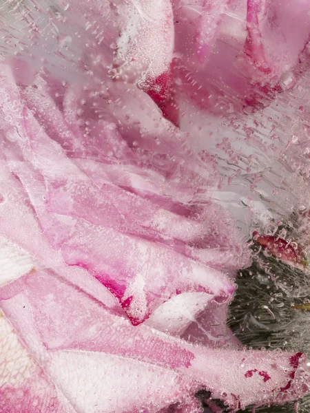 Frozen abstraction with roses — Stock Photo, Image