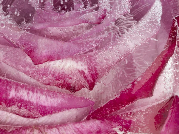 Frozen gentle abstraction with rose — Stock Photo, Image