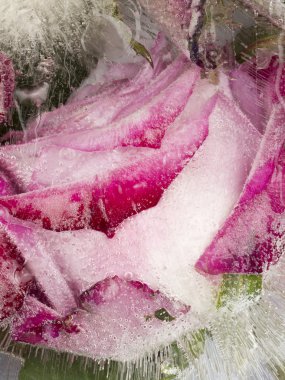 Güzel narin gül ile dondurulmuş soyutlama