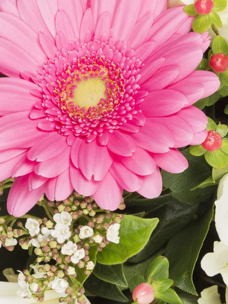 Bela flor de gerbera rosa — Fotografia de Stock