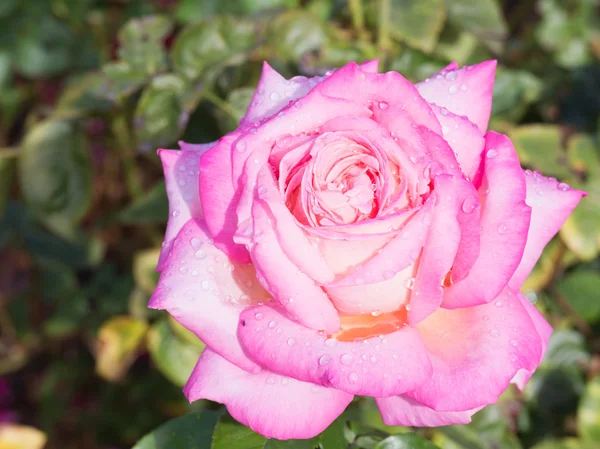 Rosa flor rosa após a chuva — Fotografia de Stock