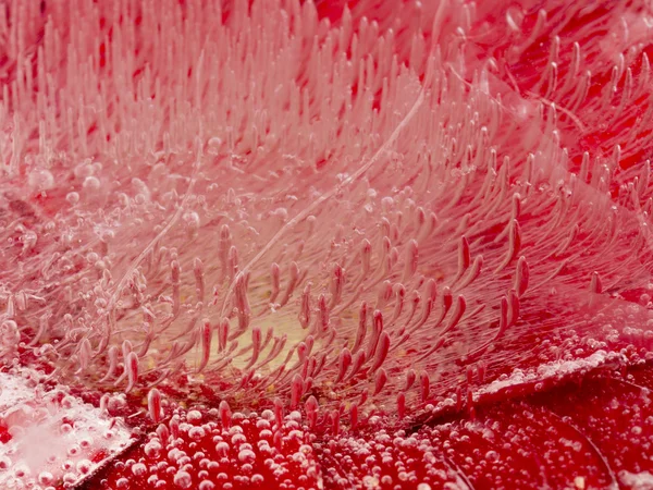 Inusual abstracción de hielo rojo —  Fotos de Stock